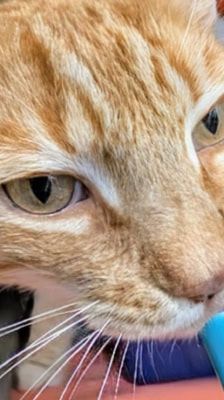 Tommy – Katze, Männchen, 7 Jahre, 39576 Stendal – Foto 1