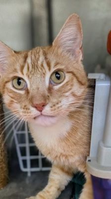Tommy – Katze, Männchen, 7 Jahre, 39576 Stendal – Foto 2