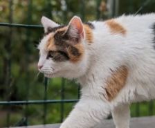Tommy – Katze, Männchen, 7 Jahre, 39576 Stendal – Foto 23
