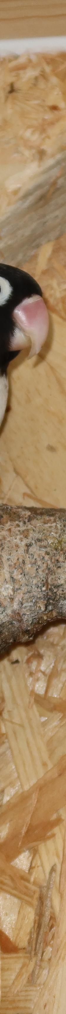 Bonni und Clyde/ Megabakterien – Agapornid, Unbekannt, Alter unbekannt, 50969 Köln-Zollstock – Foto 2