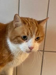 Garfield – EKH, Männchen, 5 Jahre, 90537 Feucht – Foto 1