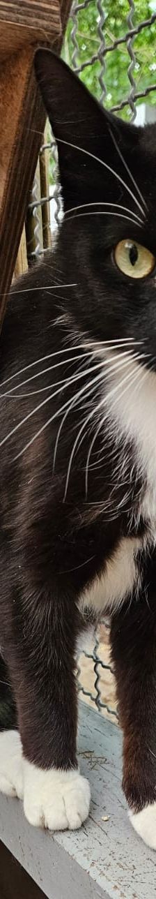 Jack – EKH, Männchen, 2 Jahre, 97816 Lohr – Foto 1