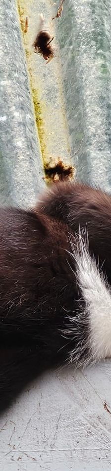 Jack – EKH, Männchen, 2 Jahre, 97816 Lohr – Foto 2
