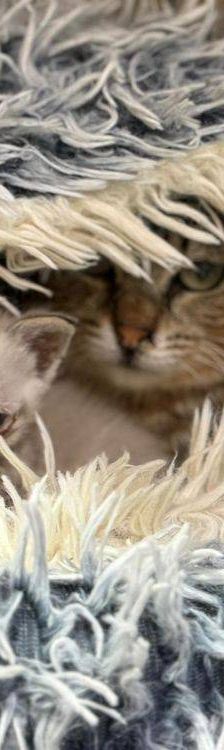 Perico – Siam-Mix, Männchen, 1 Monat, 65520 Bad Camberg – Foto 12