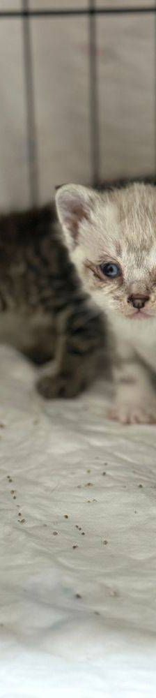 Perico – Siam-Mix, Männchen, 1 Monat, 65520 Bad Camberg – Foto 14