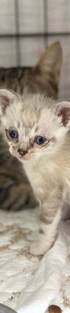Perico – Siam-Mix, Männchen, 1 Monat, 65520 Bad Camberg – Foto 15