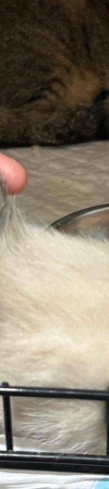 Perico – Siam-Mix, Männchen, 1 Monat, 65520 Bad Camberg – Foto 18