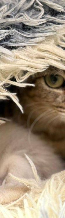 Perico – Siam-Mix, Männchen, 1 Monat, 65520 Bad Camberg – Foto 7
