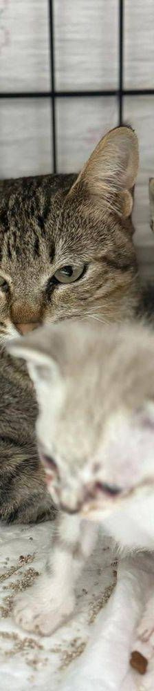 Perico – Siam-Mix, Männchen, 1 Monat, 65520 Bad Camberg – Foto 8