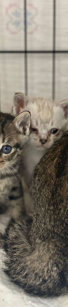Perico – Siam-Mix, Männchen, 1 Monat, 65520 Bad Camberg – Foto 9