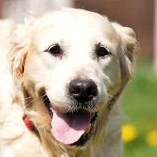 Gina – Golden Retriever, Weibchen, 6 Jahre, 90537 Feucht – Foto 1