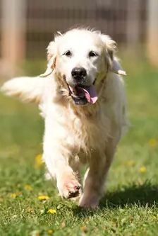 Gina – Golden Retriever, Weibchen, 6 Jahre, 90537 Feucht – Foto 2