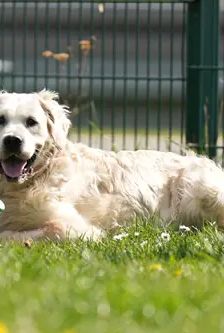 Gina – Golden Retriever, Weibchen, 6 Jahre, 90537 Feucht – Foto 3